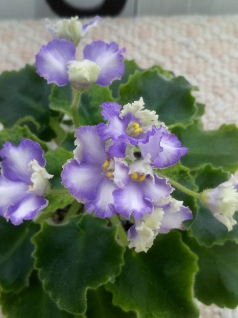 19 feb - LE Shining Star