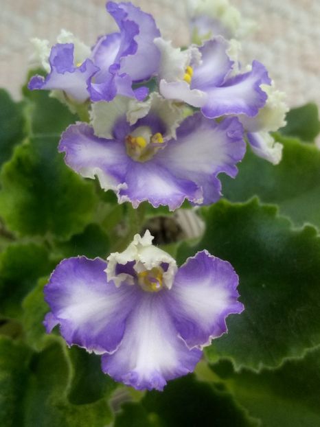 19 feb - LE Shining Star