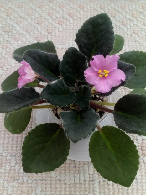 15 feb - ZZ LiK Mif i Real nost