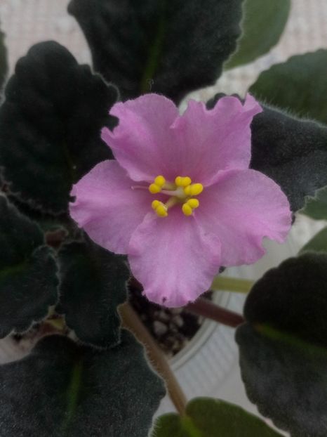 15 feb - ZZ LiK Mif i Real nost