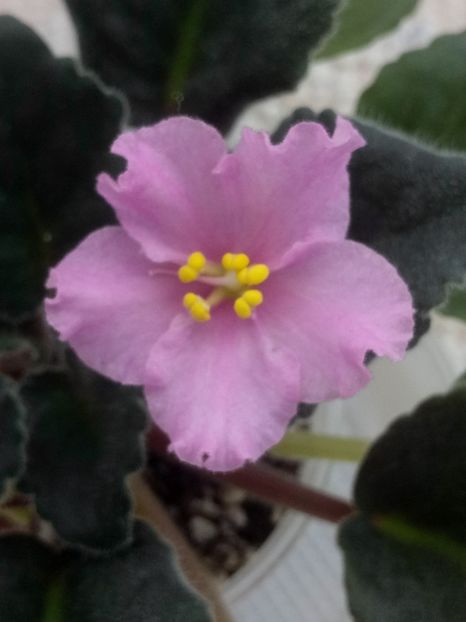 15 feb - ZZ LiK Mif i Real nost