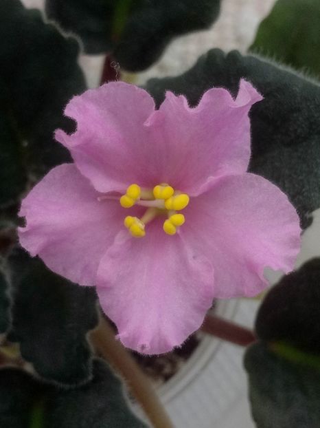 15 feb - ZZ LiK Mif i Real nost