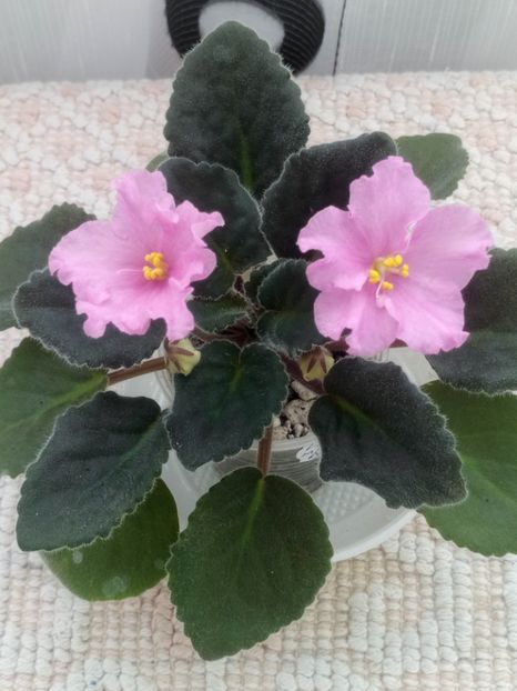 19 feb - ZZ LiK Mif i Real nost