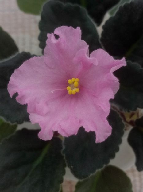 19 feb - ZZ LiK Mif i Real nost