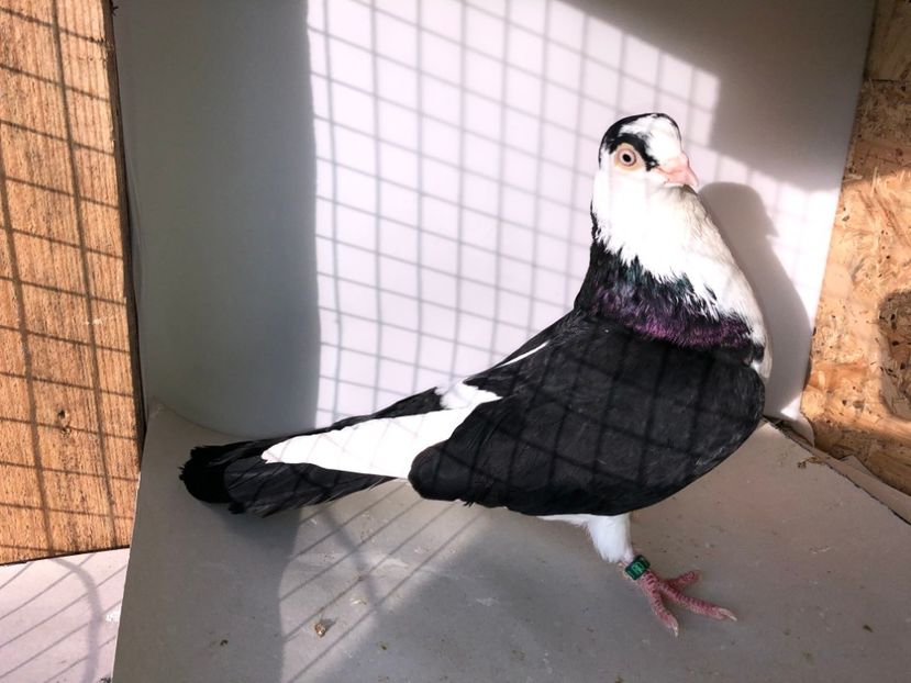 2391  mascul  2019 - Plecați ALBUM 2