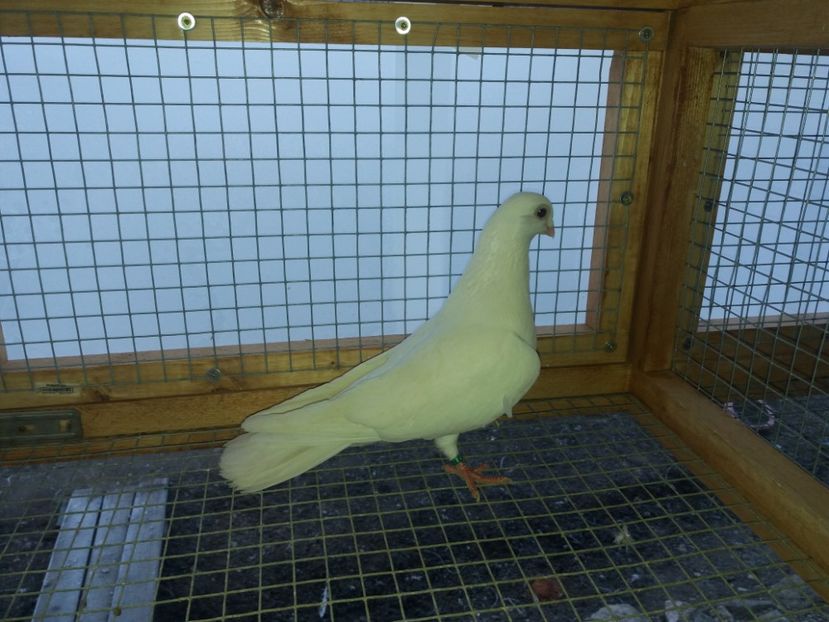 6989  mascul  2019 - Plecați ALBUM 2