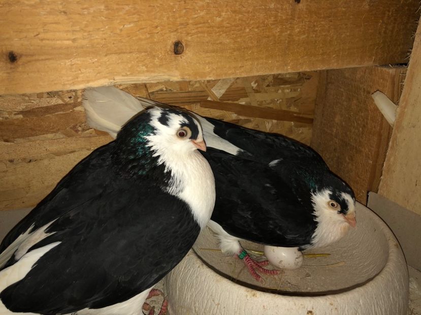  - 0000001 prin voliere