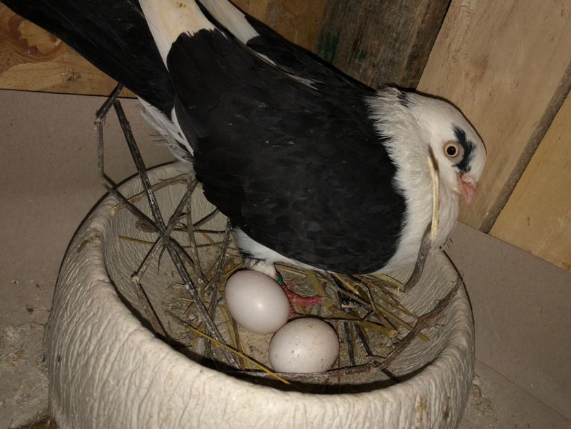  - 0000001 prin voliere