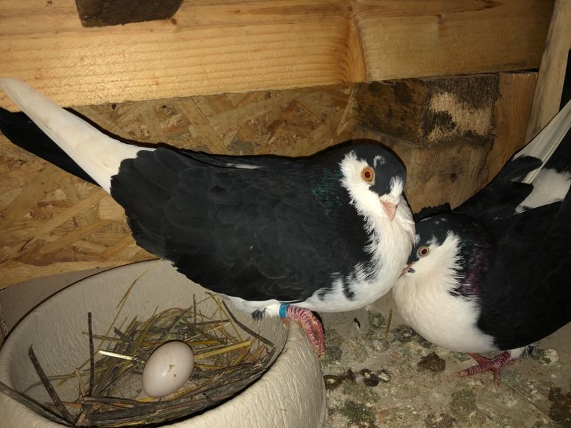  - 0000001 prin voliere