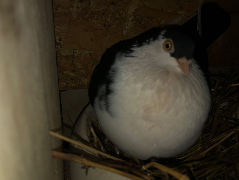  - 0000001 prin voliere