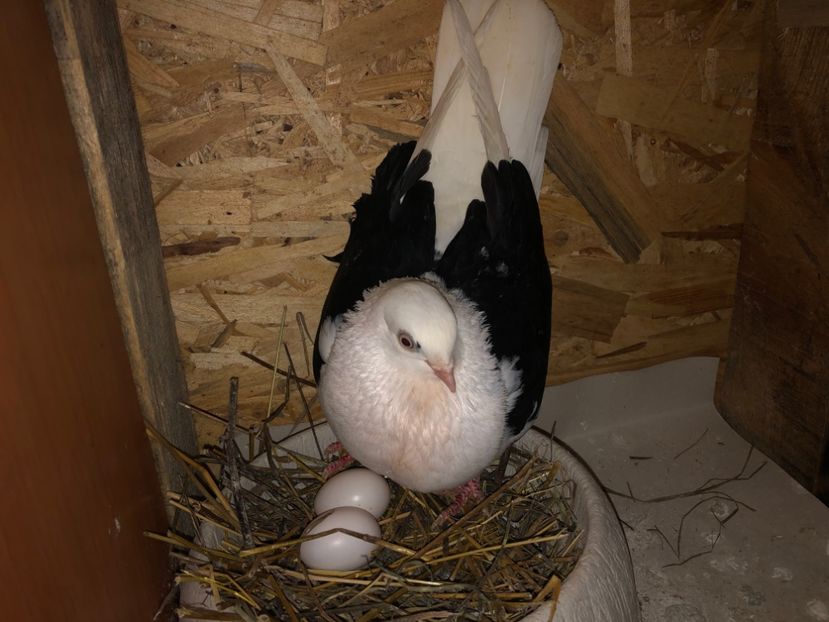  - 0000001 prin voliere