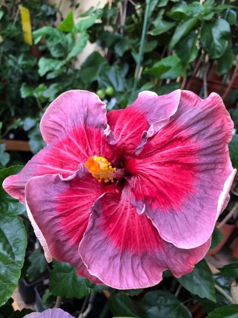 Tah. Intense Passion - 30 LEI - lastari rezervati A