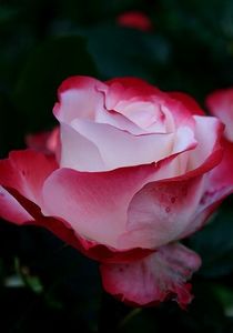 3bc140847b89805c4b15acd24f0a2b7f - Trandafiri superbi de pe net