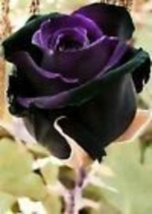 0c0642c674f6f8feb8123cf09b64ebdb - Trandafiri superbi de pe net