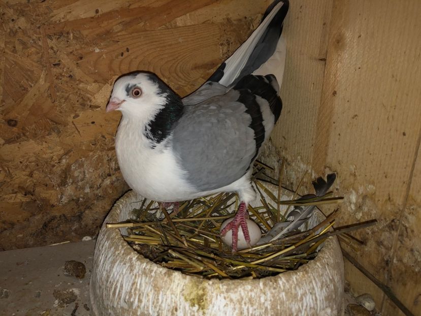  - 0000001 prin voliere