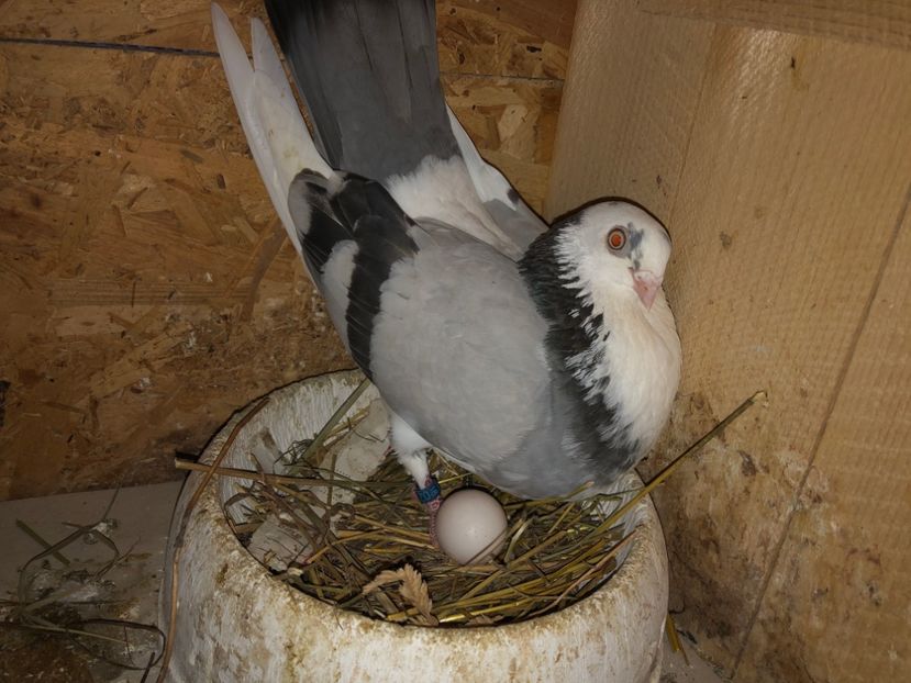  - 0000001 prin voliere