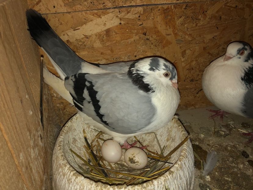  - 0000001 prin voliere