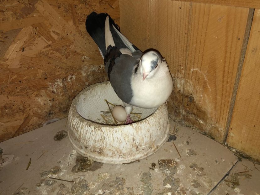  - 0000001 prin voliere