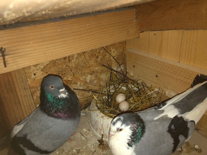  - 0000001 prin voliere