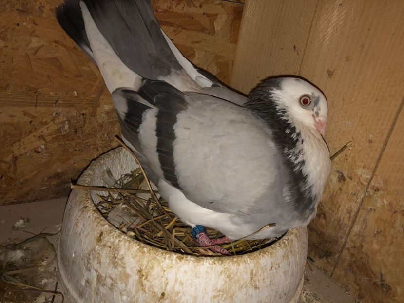  - 0000001 prin voliere