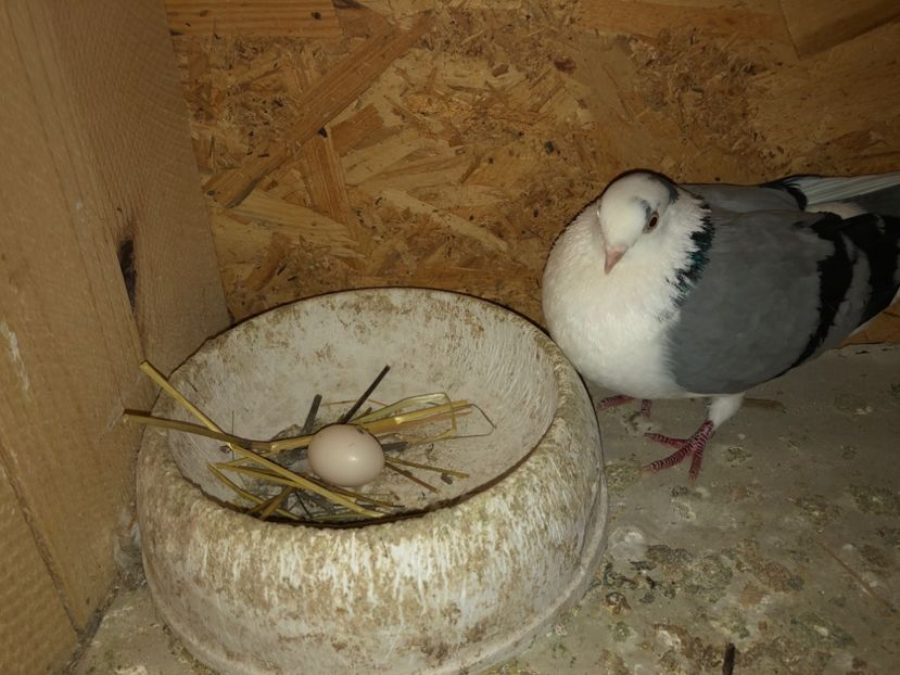  - 0000001 prin voliere