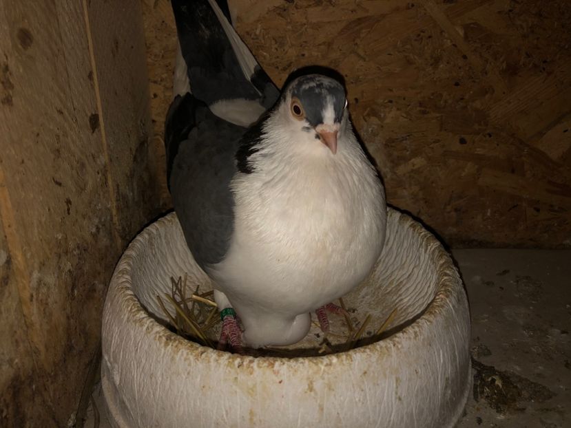  - 0000001 prin voliere