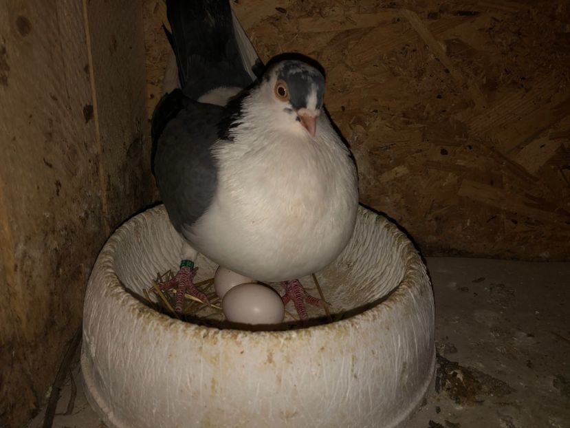  - 0000001 prin voliere