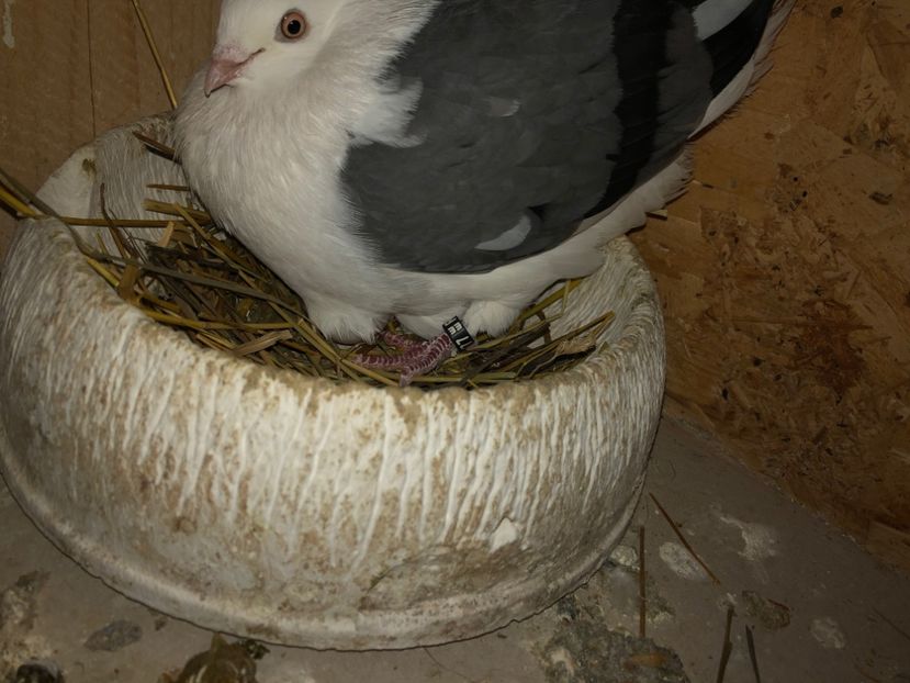  - 0000001 prin voliere