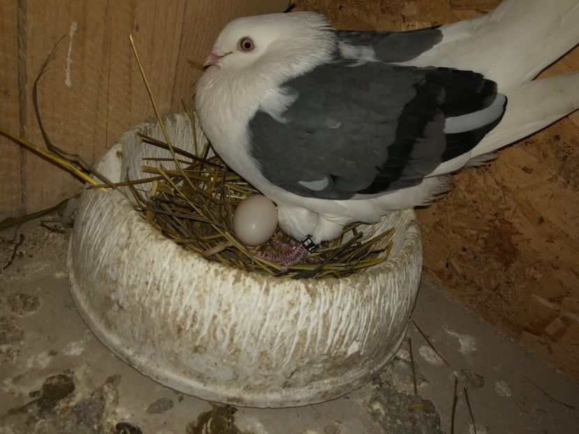  - 0000001 prin voliere