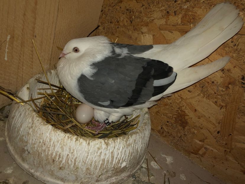  - 0000001 prin voliere