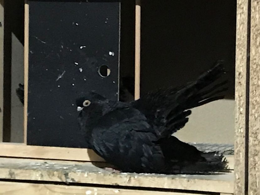 E0F72A5C-768A-4161-86DD-55898EB5F26C - Negri turci