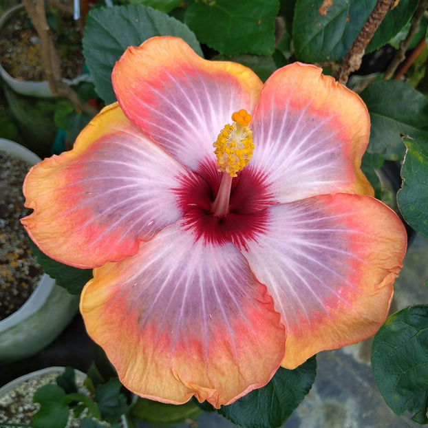 Fifth Dimension - 30 lei - lastari rezervati A