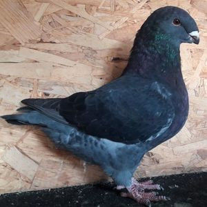 113165878_ZHOOKYS - 3---AGH DAȚI 2019 - 2025