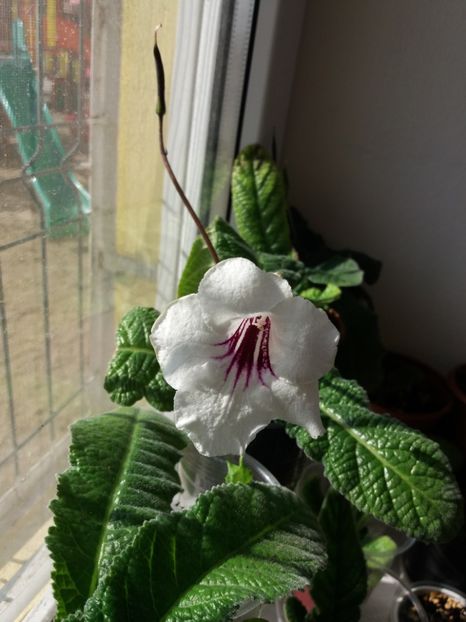  - Streptocarpus