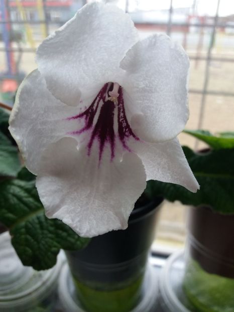  - Streptocarpus