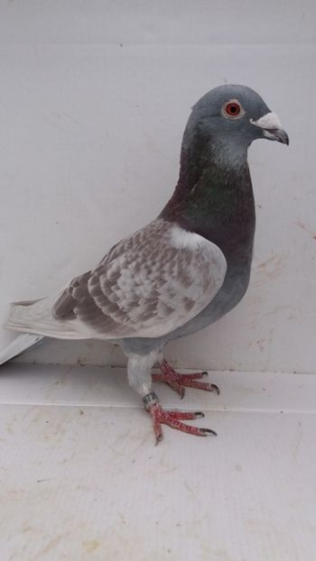 M 2015 vandut - De! voiajori vanduti