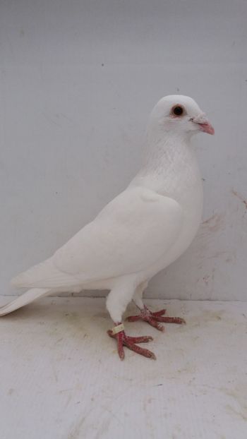 M 2019 vandut - De! voiajori vanduti