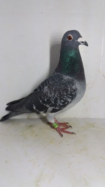 M 2018 vandut - De! voiajori vanduti