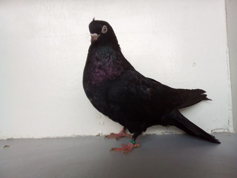  - jucatori de galati unicolori