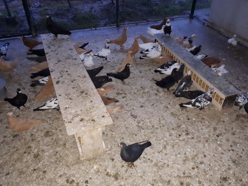  - J _ carunculați 2020