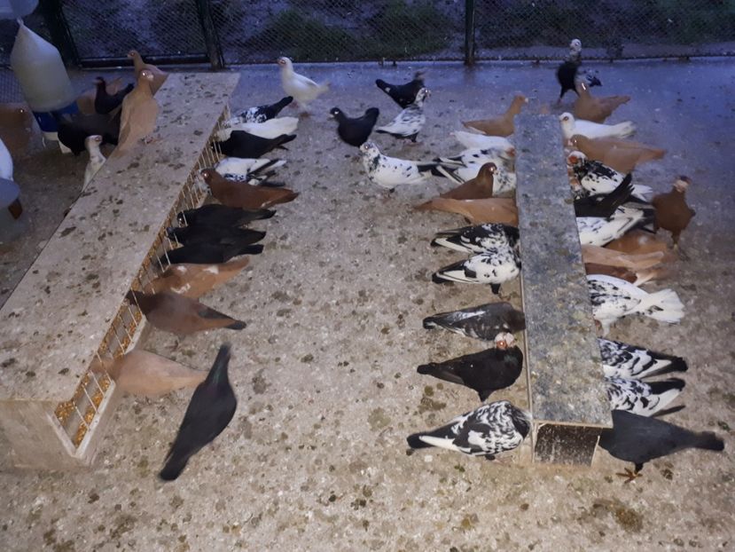  - J _ carunculați 2020