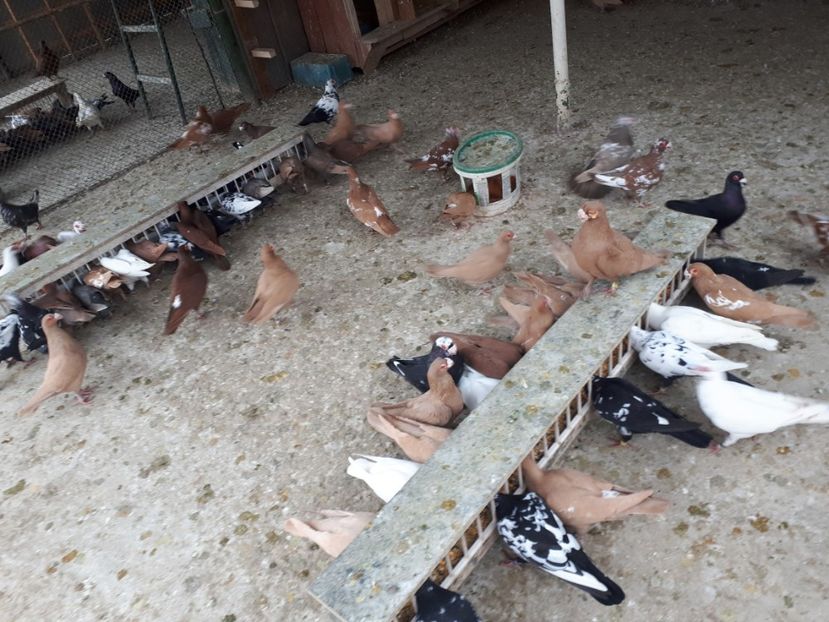  - J _ carunculați 2020