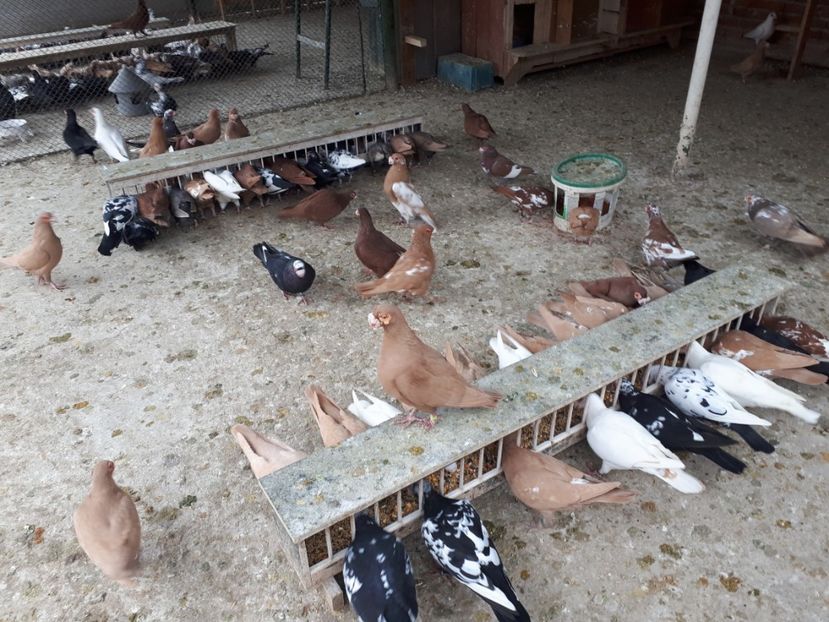  - J _ carunculați 2020