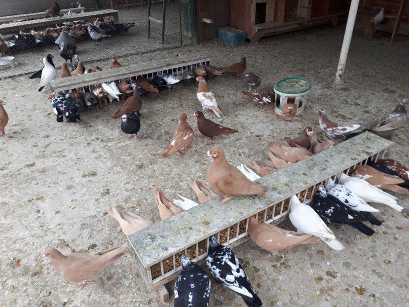  - J _ carunculați 2020