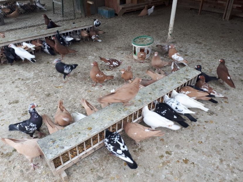  - J _ carunculați 2020