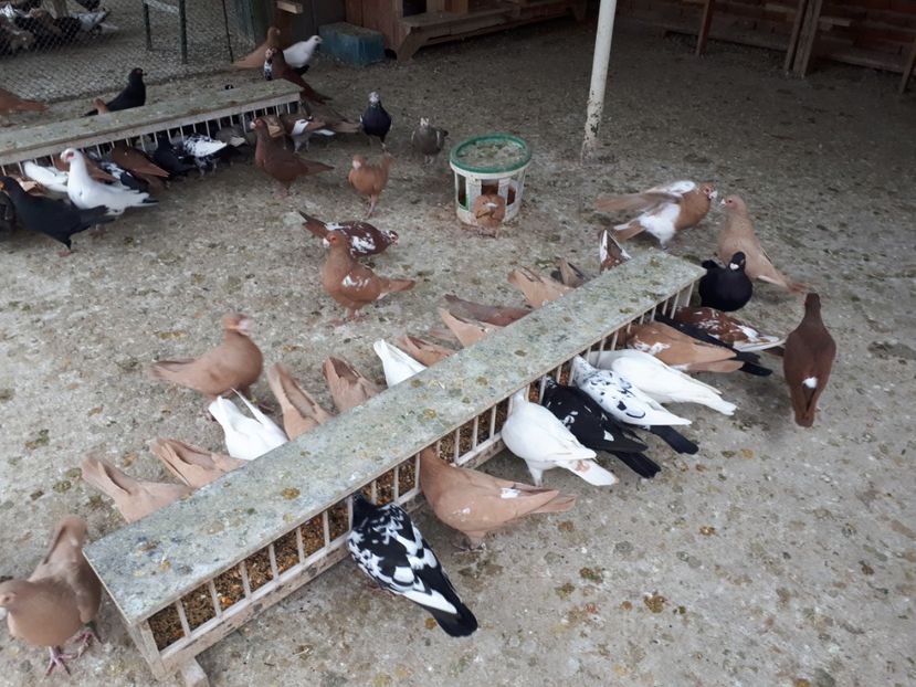  - J _ carunculați 2020