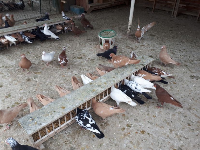  - J _ carunculați 2020