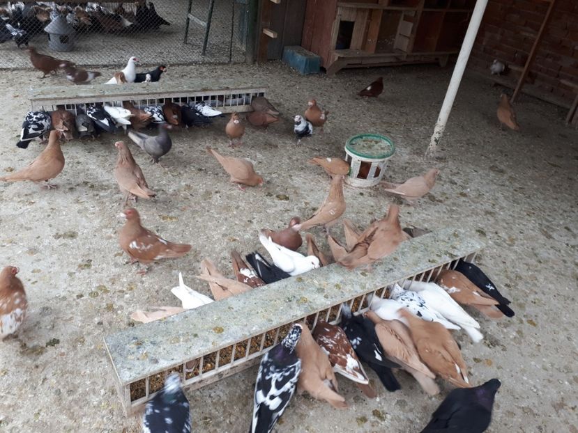  - J _ carunculați 2020