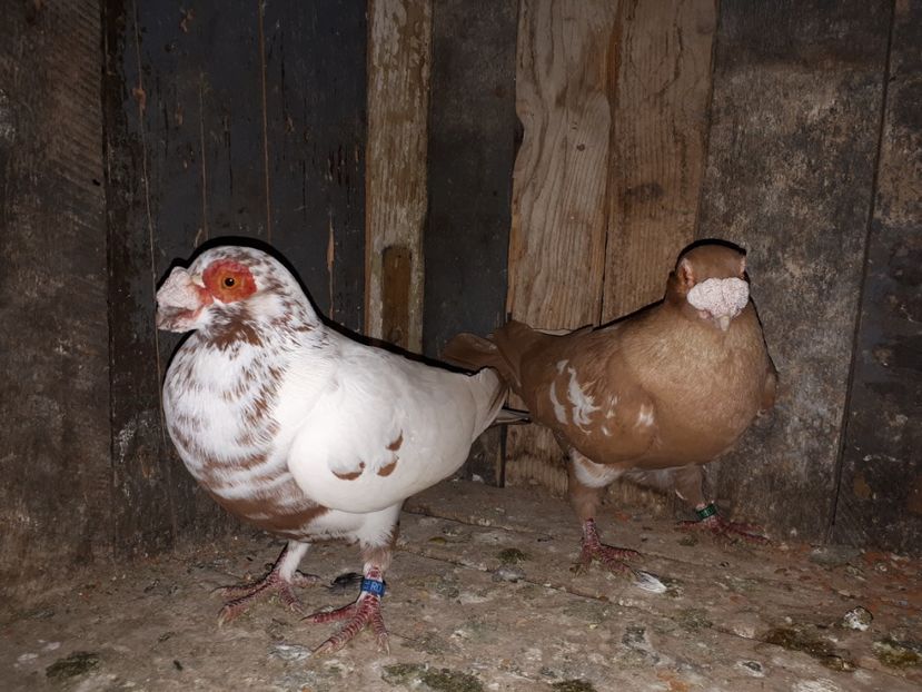  - J _ carunculați 2020