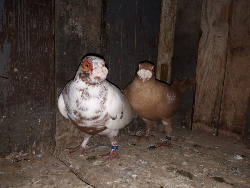  - J _ carunculați 2020